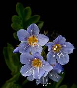 Polemonium, Jacob's Ladder 